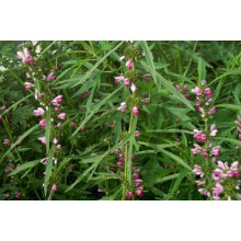 Extrato de Motherwort Natural 100%